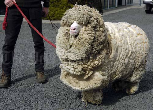 Sheep Stuck