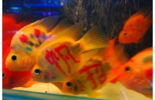 chinese goldfish tattoo. via telegraph.co.uk Tattooed